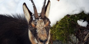 Beitragsbild des Blogbeitrags Gamsblindheit im Sellrain
