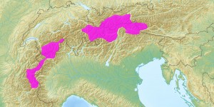 Beitragsbild des Blogbeitrags Das Altschneeproblem in den Alpen: Zusammenhang mit der Baumarten-Verteilung 
