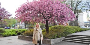 Beitragsbild des Blogbeitrags Under the Cherry Blossom Tree 
