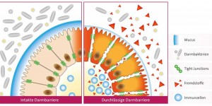Beitragsbild des Blogbeitrags Der Einfluss des Darm auf die sportliche Leistungsfähigkeit