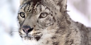 Beitragsbild des Blogbeitrags #24 Nepalesische Initiative zum Schutz des Schneeleoparden