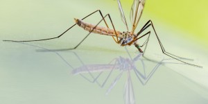 Beitragsbild des Blogbeitrags #39 Neuer Malaria-Impfstoff zeigt Wirkung 