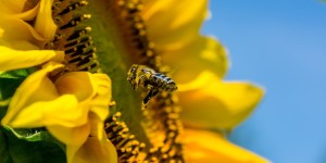 Beitragsbild des Blogbeitrags #47 Ein Paradies für Bienen um ihr Überleben zu sichern 