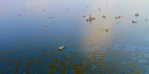 Beitragsbild des Blogbeitrags #66 Neuartiger Schwamm als potentielle Lösung für Ölverschmutzung 