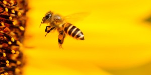 Beitragsbild des Blogbeitrags #89 Europäische Kommission plant vollständiges Verbot von bienen-schädlichen Pestiziden 