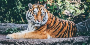Beitragsbild des Blogbeitrags #98 Stark gefährdete Tigerart pflanzt sich in Thailands Dschungel fort 