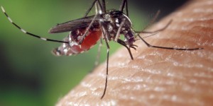 Beitragsbild des Blogbeitrags #101 Experimenteller Zika-Impfstoff zeigt vielversprechende frühe Ergebnisse 
