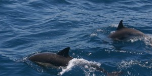 Beitragsbild des Blogbeitrags #130 Frankreich verbietet Haltung von Orcas und Delfinen