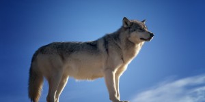 Beitragsbild des Blogbeitrags #137 Die Rückkehr der Wölfe nach Dänemark 