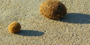 Beitragsbild des Blogbeitrags #144 Abgestorbenes Seegras als Dämmung 