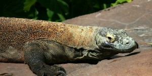 Beitragsbild des Blogbeitrags #158 Neuer Wirkstoff auf Basis von Komodowaran-Blut