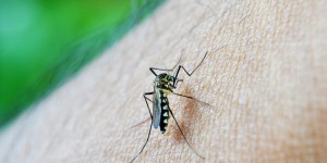 Beitragsbild des Blogbeitrags #169 Europäischer Erfinderpreis für automatisierten Malaria-Bluttest 