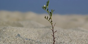 Beitragsbild des Blogbeitrags #198 Aufforstung durch Drohnen