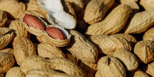 Beitragsbild des Blogbeitrags #237 Eine neue Therapie gegen Erdnuss-Allergie