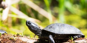 Beitragsbild des Blogbeitrags #240 Die Rückkehr der Sumpfschildkröte