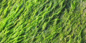 Beitragsbild des Blogbeitrags #261 Algen als Grundlage für Erdölersatz 