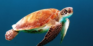 Beitragsbild des Blogbeitrags #264 Zahl der Meeresschildkröten steigt wieder an 