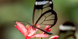 Beitragsbild des Blogbeitrags #277 Salbe für „Schmetterlingskinder“ entwickelt 