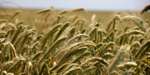 Beitragsbild des Blogbeitrags #295 Anbaufläche für Bio-Landwirtschaft wächst in Deutschland deutlich