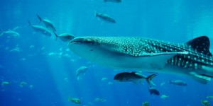 Beitragsbild des Blogbeitrags #306 Umfangreicher Schutz für Haie 