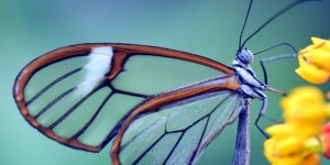 Beitragsbild des Blogbeitrags #313 Neuartige Gentherapie heilt Schmetterlingskrankheit 
