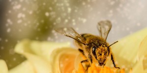 Beitragsbild des Blogbeitrags #314 Auch Vereinigtes Königreich für komplettes Verbot von Neonicotinoiden