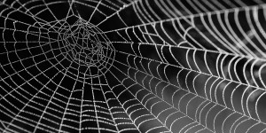 Beitragsbild des Blogbeitrags #318 Spinnenseide für die Medizin