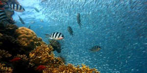 Beitragsbild des Blogbeitrags #362 Neu gezüchtete Korallenhybriden sollen Riffabbau verhindern 