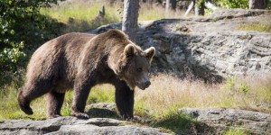 Beitragsbild des Blogbeitrags #364 Keine Tanzbären mehr in Nepal 