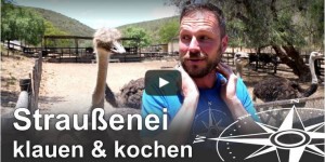 Beitragsbild des Blogbeitrags Südafrika Challenge: Straußenei klauen und kochen (Video)