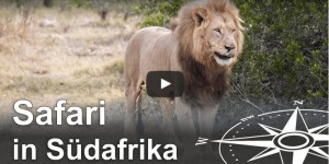 Beitragsbild des Blogbeitrags Südafrika Safari: Die “Big Five” im Kariega Game Reserve (Video) 