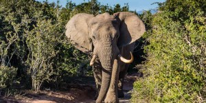 Beitragsbild des Blogbeitrags Deine erste Safari in Südafrika – 7 wichtige Tipps