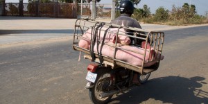 Beitragsbild des Blogbeitrags Verrückt, unglaublich & lustig: Mopeds in Vietnam und Kambodscha