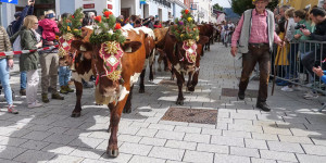 Beitragsbild des Blogbeitrags Almabtrieb in Radstadt: Besonderes Erlebnis beim Urlaub am Bauernhof (Video) 