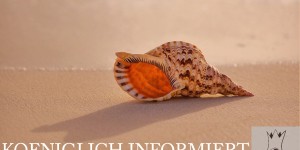Beitragsbild des Blogbeitrags Woher kommen die Muscheln im Rhein? | KOENIGLICH INFORTMIERT #49