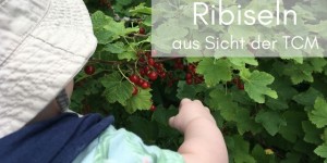 Beitragsbild des Blogbeitrags Ribiseln aus Sicht der TCM Ernährung 