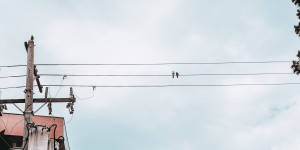 Beitragsbild des Blogbeitrags Kinderlieder dekonstruiert – heute: Die Vogelhochzeit