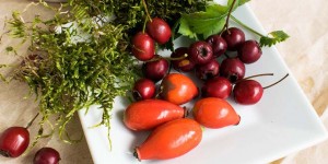 Beitragsbild des Blogbeitrags Fräulein Grün fragt … Maria Enzinger, Biologin und Kräuterexpertin