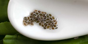 Beitragsbild des Blogbeitrags Europäischer Flohsamen – Regionales Superfood vom Breitwegerich