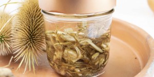 Beitragsbild des Blogbeitrags Die Wilde Karde – ein natürliches Mittel bei Borreliose 