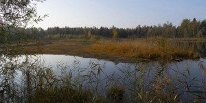 Beitragsbild des Blogbeitrags Moor, das schwarze Gold – auf Entdeckungsreise im Vogelparadies Weidmoos