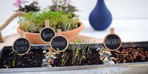 Beitragsbild des Blogbeitrags Microgreens – das neue Superfood selbst gezogen