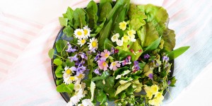 Beitragsbild des Blogbeitrags Die jungen Wilden – Frühlingskräutersalat mit Buchenkeimlingen