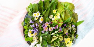 Beitragsbild des Blogbeitrags Die jungen Wilden – Frühlingskräutersalat mit Buchenkeimlingen 