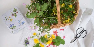 Beitragsbild des Blogbeitrags Der feine Rest aus dem Garten – Kräutersirup selbstgemacht