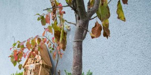 Beitragsbild des Blogbeitrags Hege & Pflege im Herbst – nur das Beste für meine jungen Obstbäume