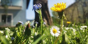 Beitragsbild des Blogbeitrags Durchs Kräutergartenjahr – Der Vollfrühling – Wildblumenwiese, Kräuterrasen und das eigene Hochbee 