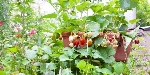 Beitragsbild des Blogbeitrags Durchs Kräutergartenjahr – der Frühsommer – Purer Erdbeergenuss