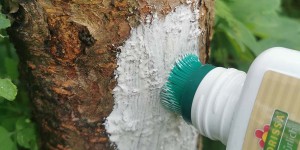 Beitragsbild des Blogbeitrags Durchs Kräuterjahr – der Hochsommer – Sonnebrand bei Obstbäumen
