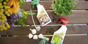 Beitragsbild des Blogbeitrags Durchs Kräuterjahr – Spätsommer – Kräuter helfen Kräuter